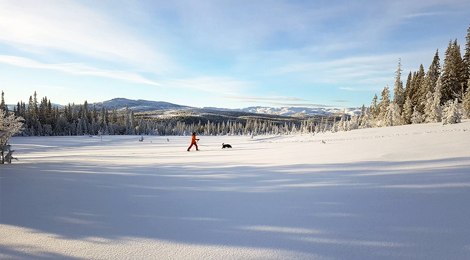 Turskidåkare med hund i obanad terräng